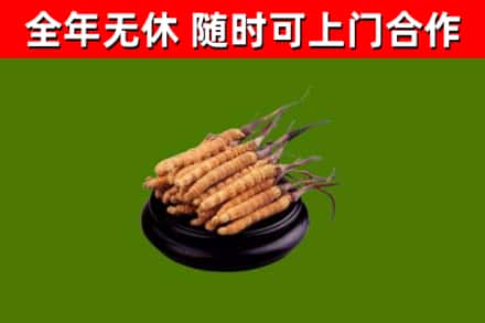太原回收冬虫夏草