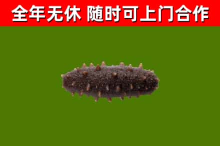 太原烟酒回收干海参.jpg